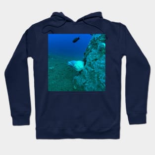 Button Eye Moray Eel Hoodie